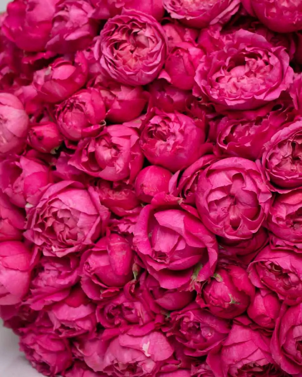 mega cerise detailed 2