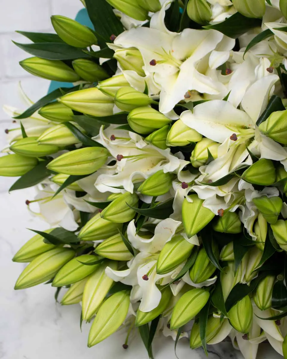 mega lily 50 white detailed 2