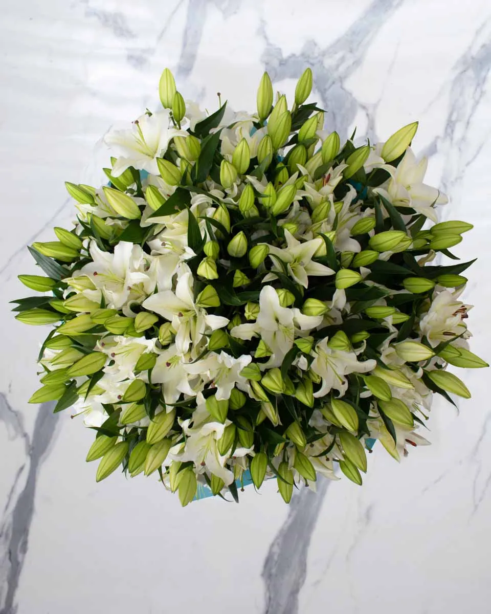 mega lily 50 white detailed 4