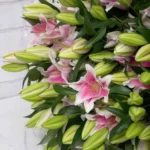 mega lily pink 50 detailed 2