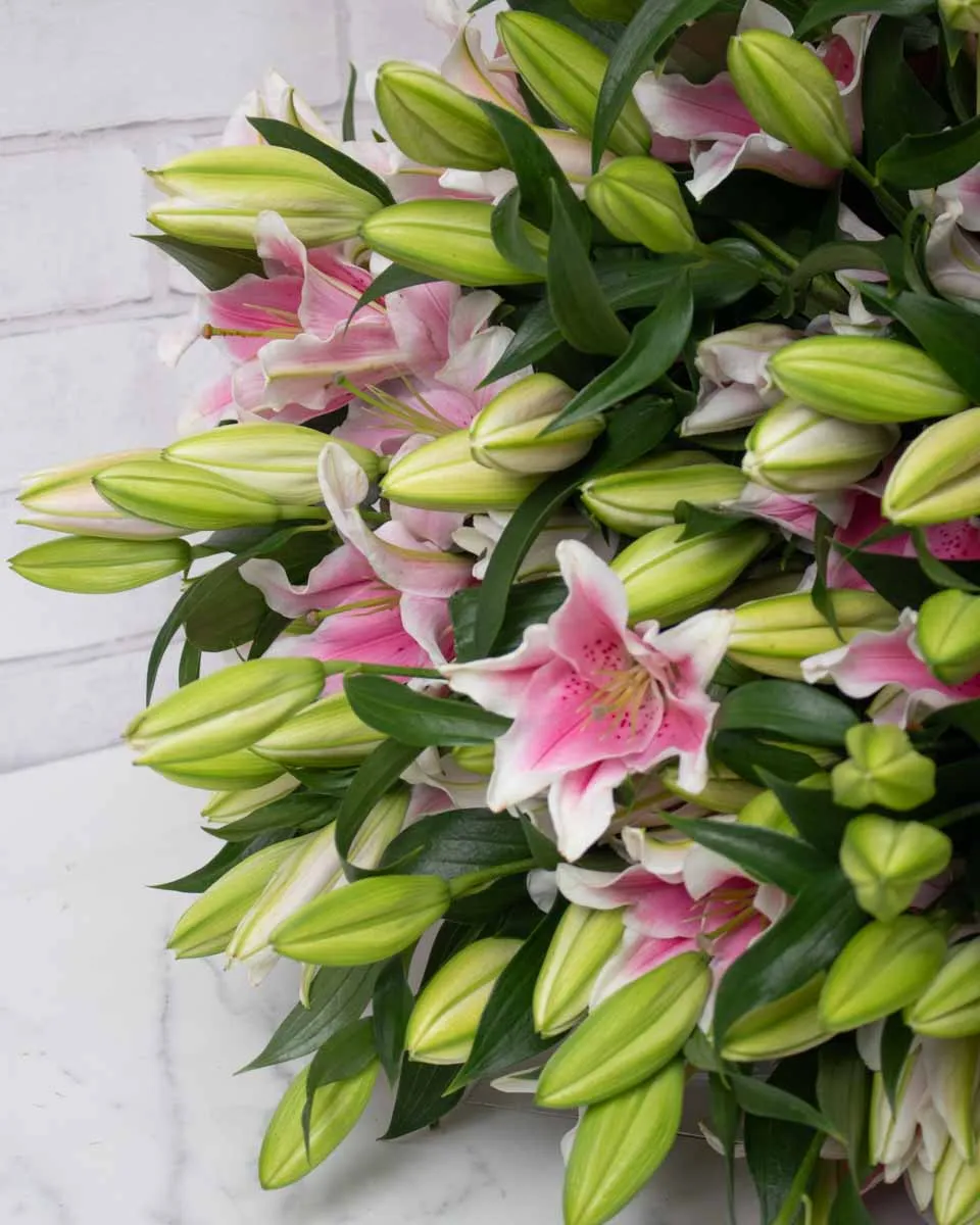 mega lily pink 50 detailed 2