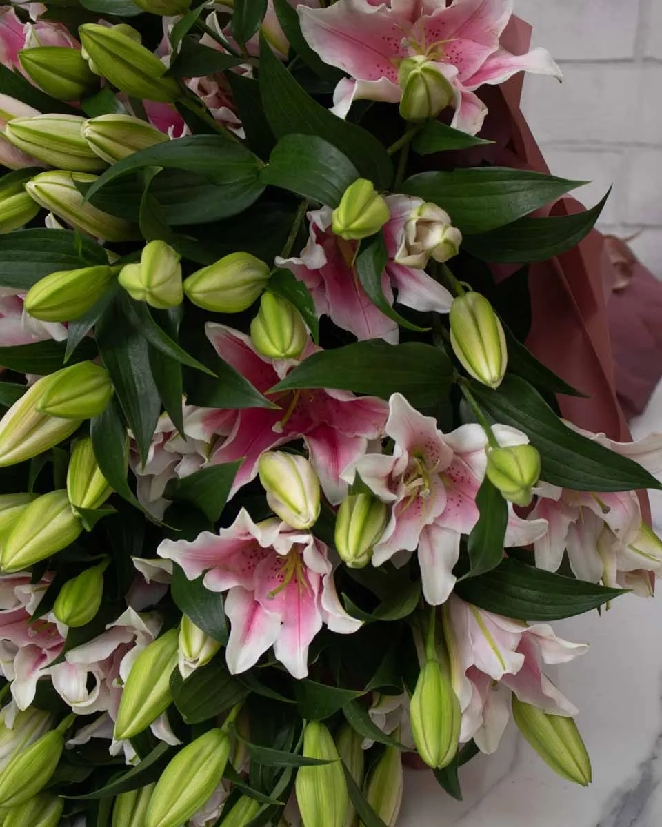 mega lily pink 50 detailed 3