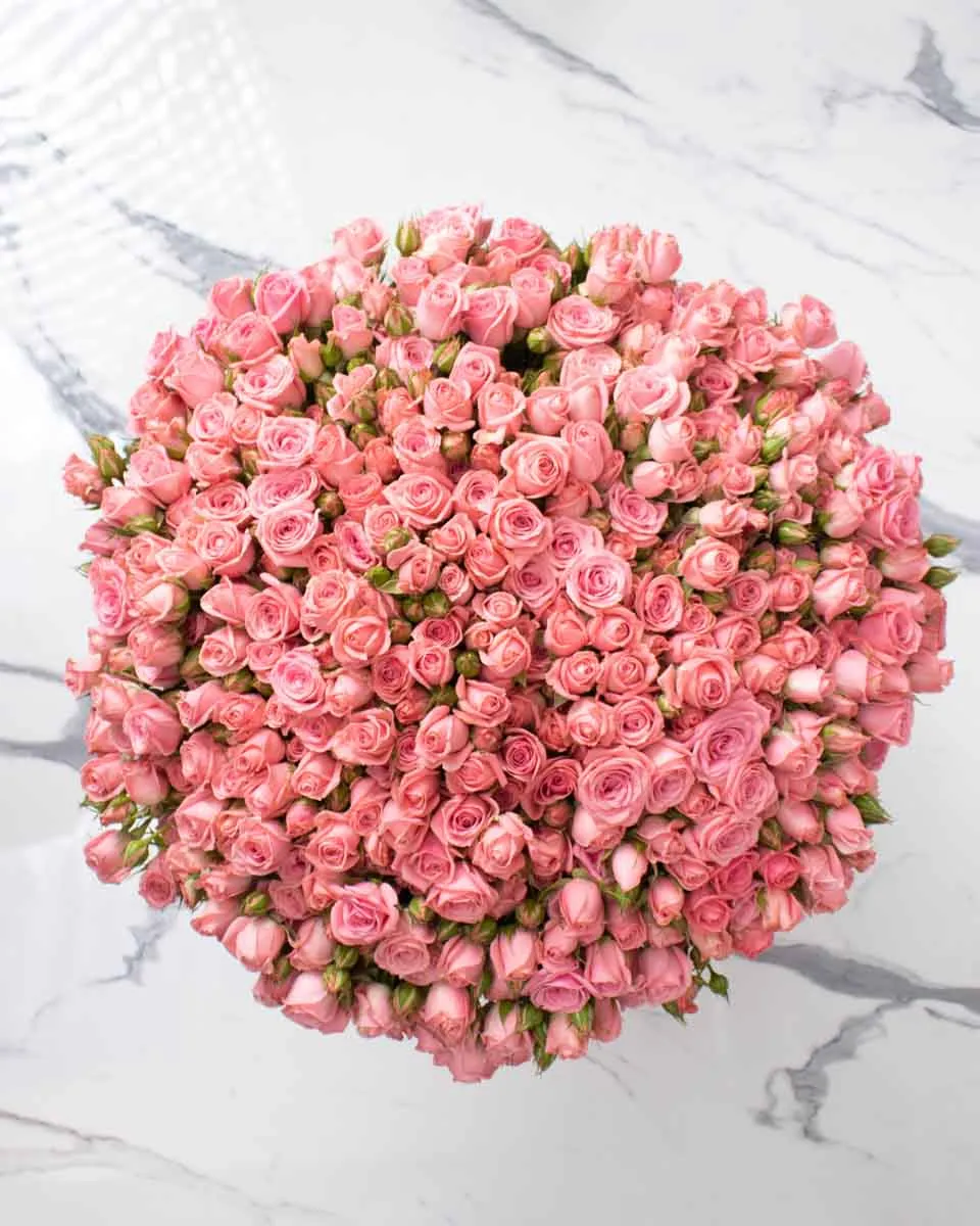 mega odilla detailed 1