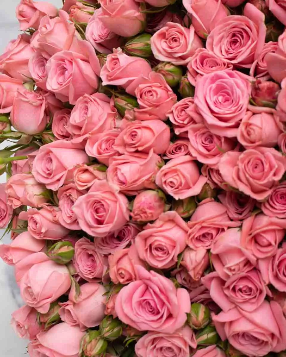 mega odilla detailed 3