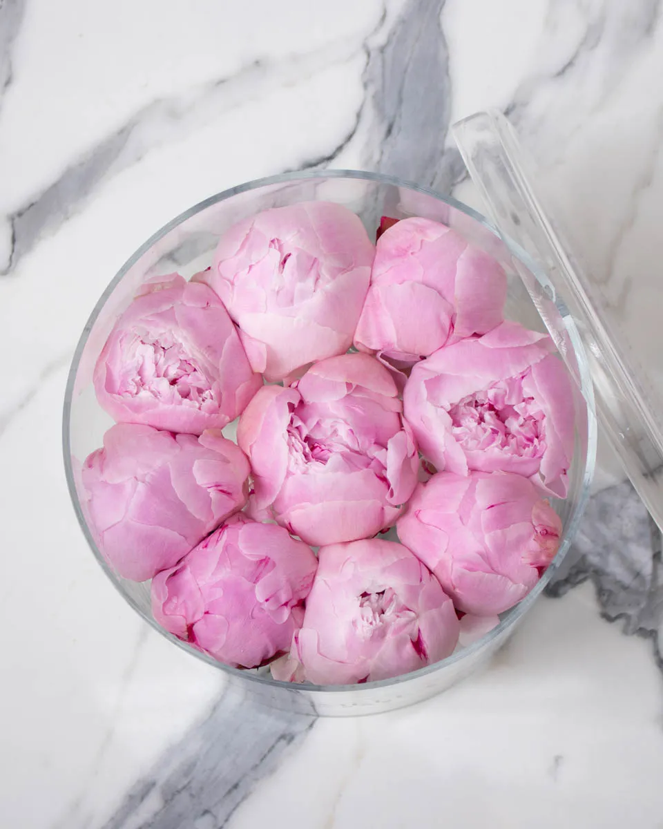 pink peony on round acrylic detailed 1