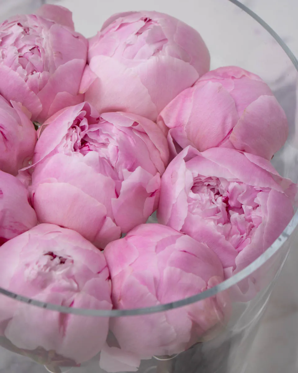 pink peony on round acrylic detailed 2
