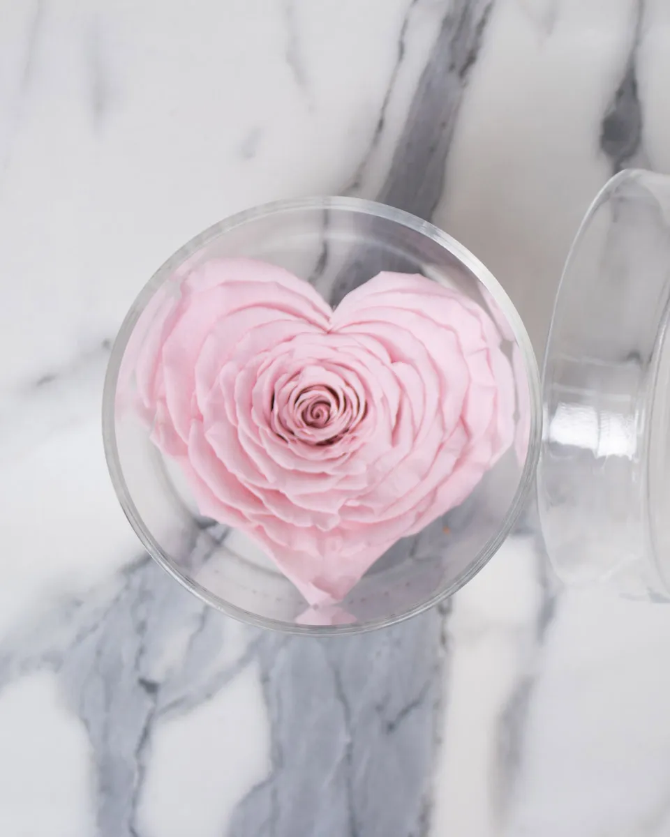 rosa pink heart detailed 1