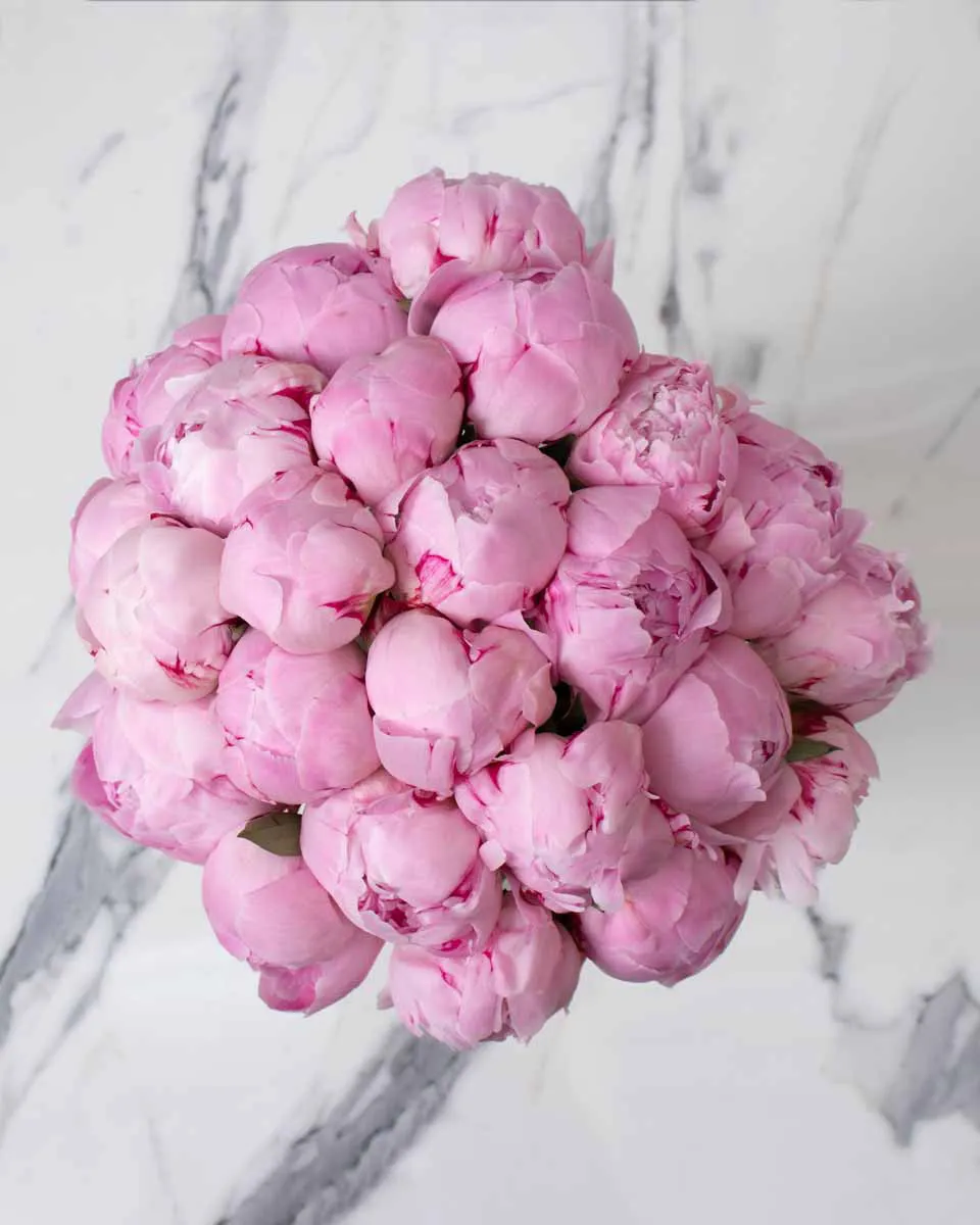 so chic peony sb pink detailed 1 1