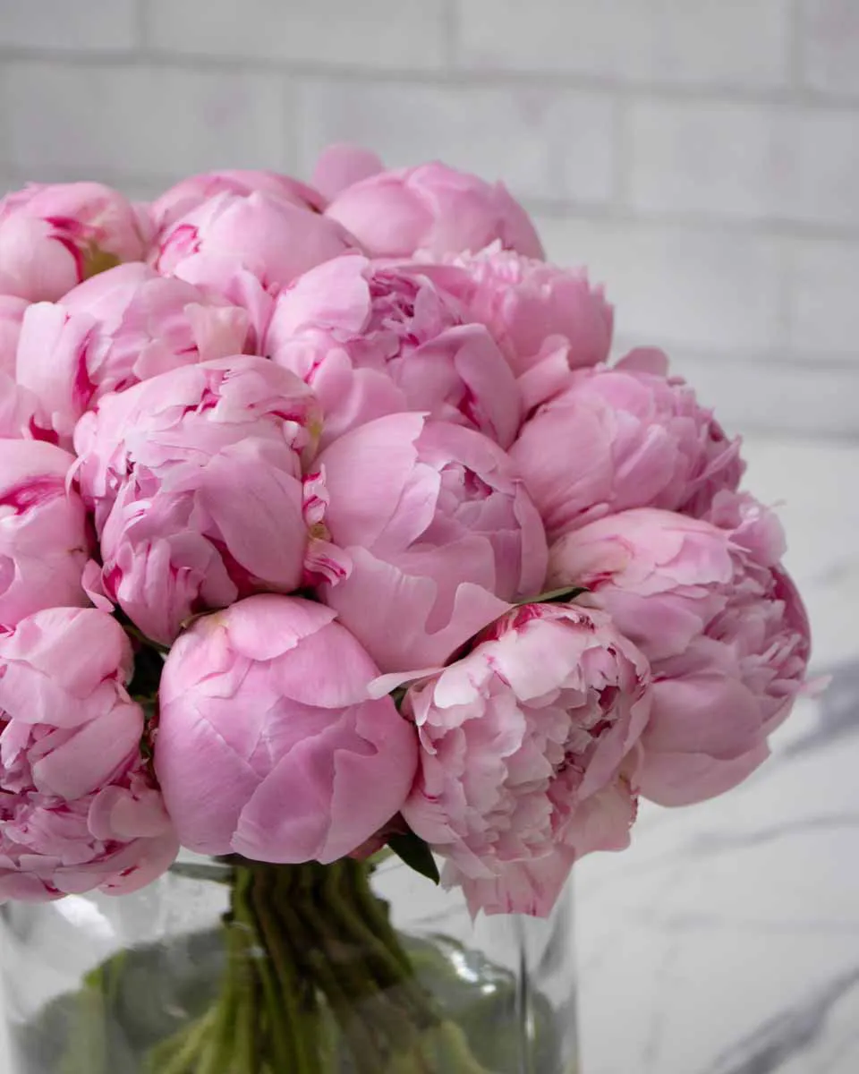 so chic peony sb pink detailed 2 1