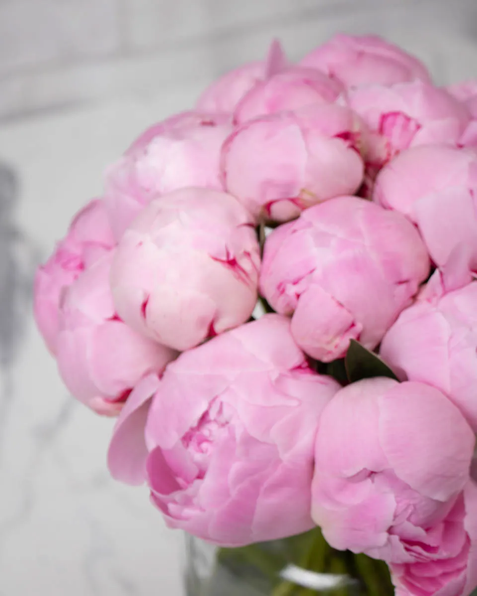 so chic peony sb pink detailed 3 1