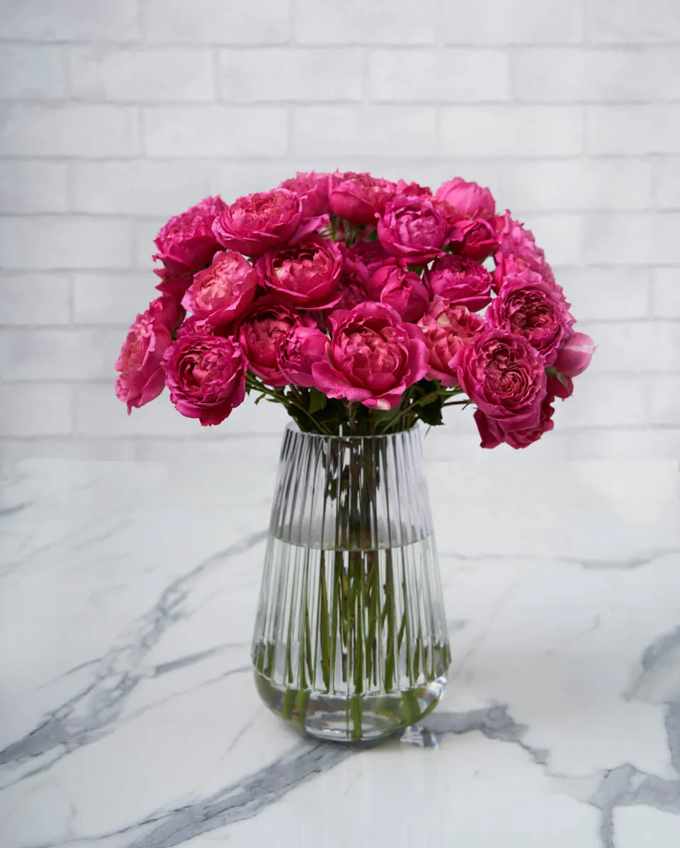 special julieta cerise 1