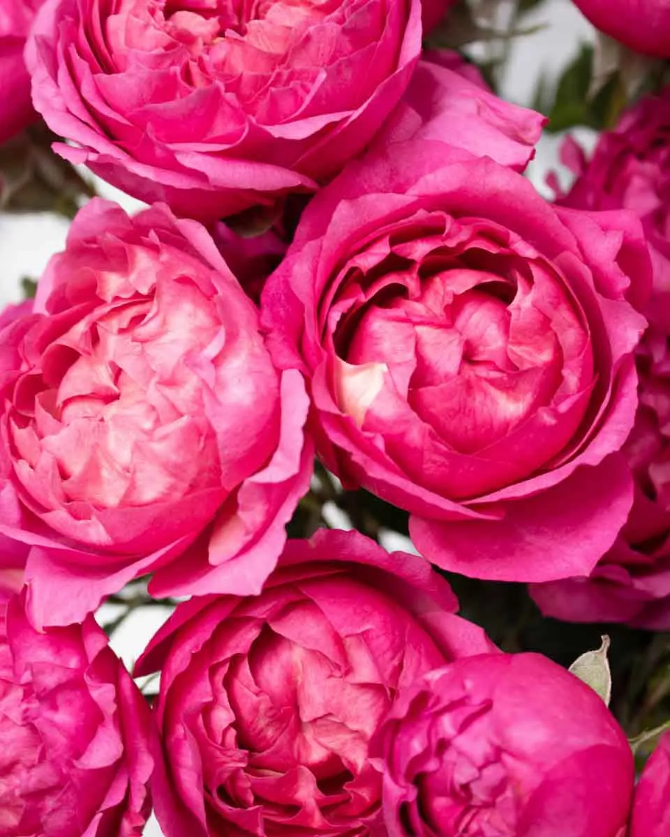 special julieta cerise detailed 1