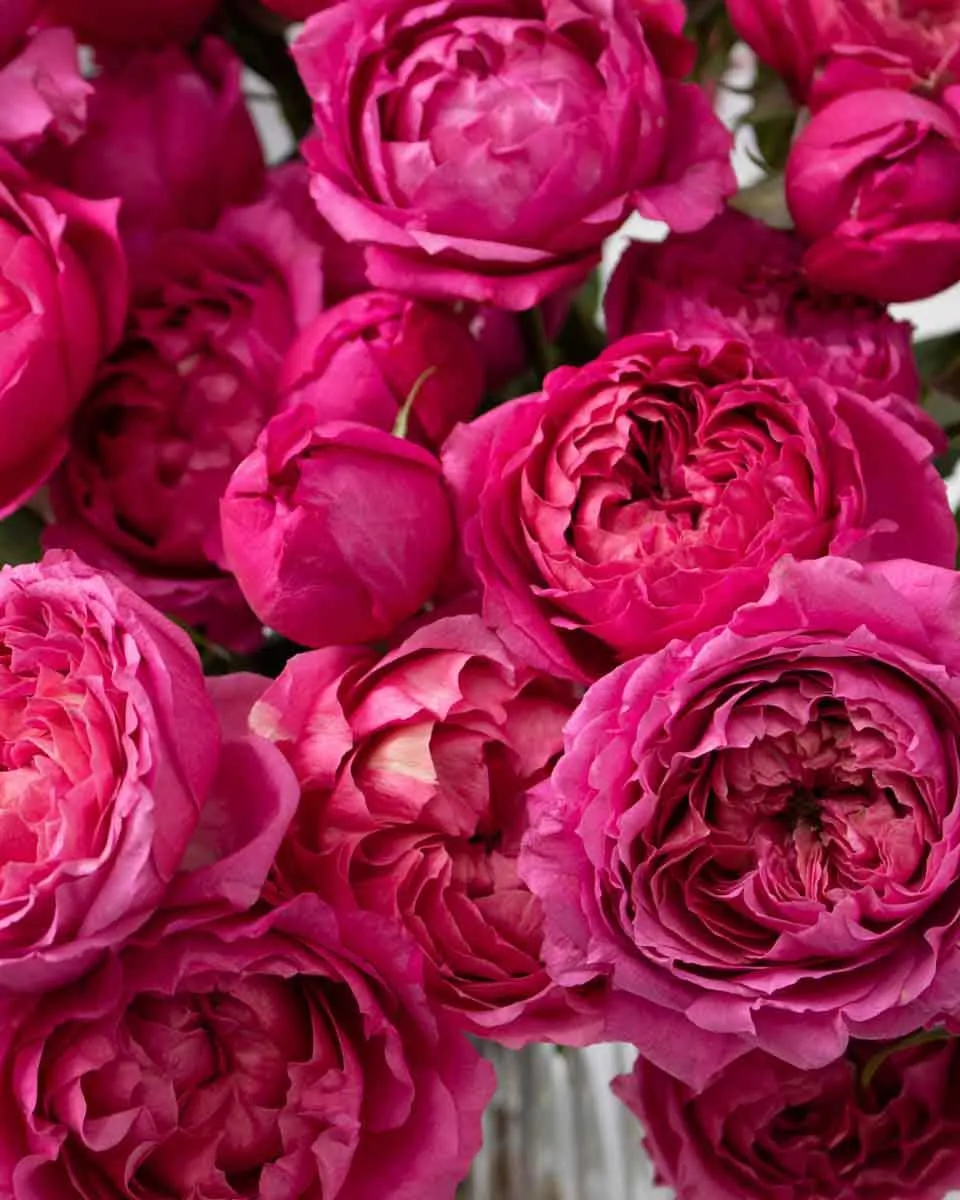 special julieta cerise detailed 2 1