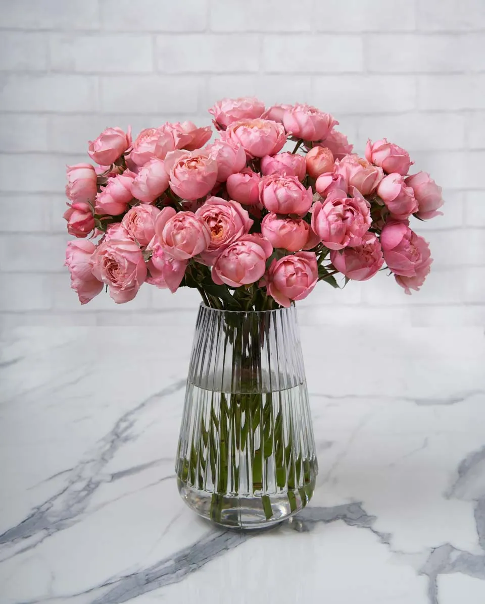 special julieta salmon 1