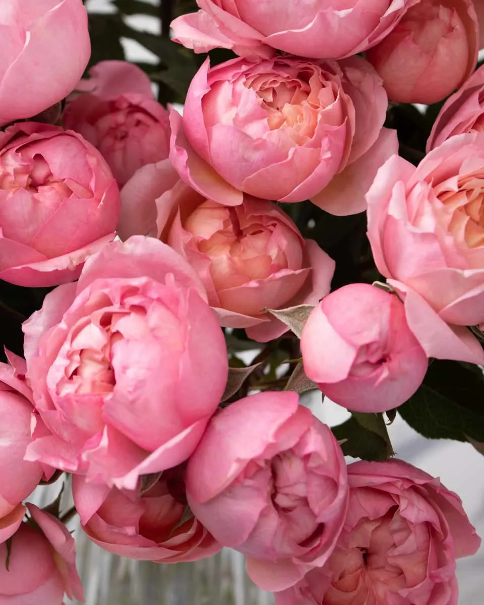 special julieta salmon detailed 1 1