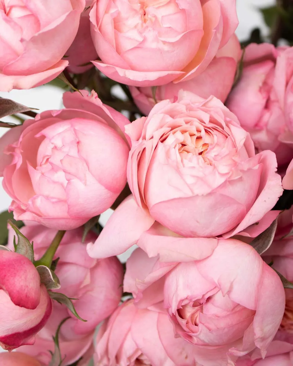 special julieta salmon detailed 2 1