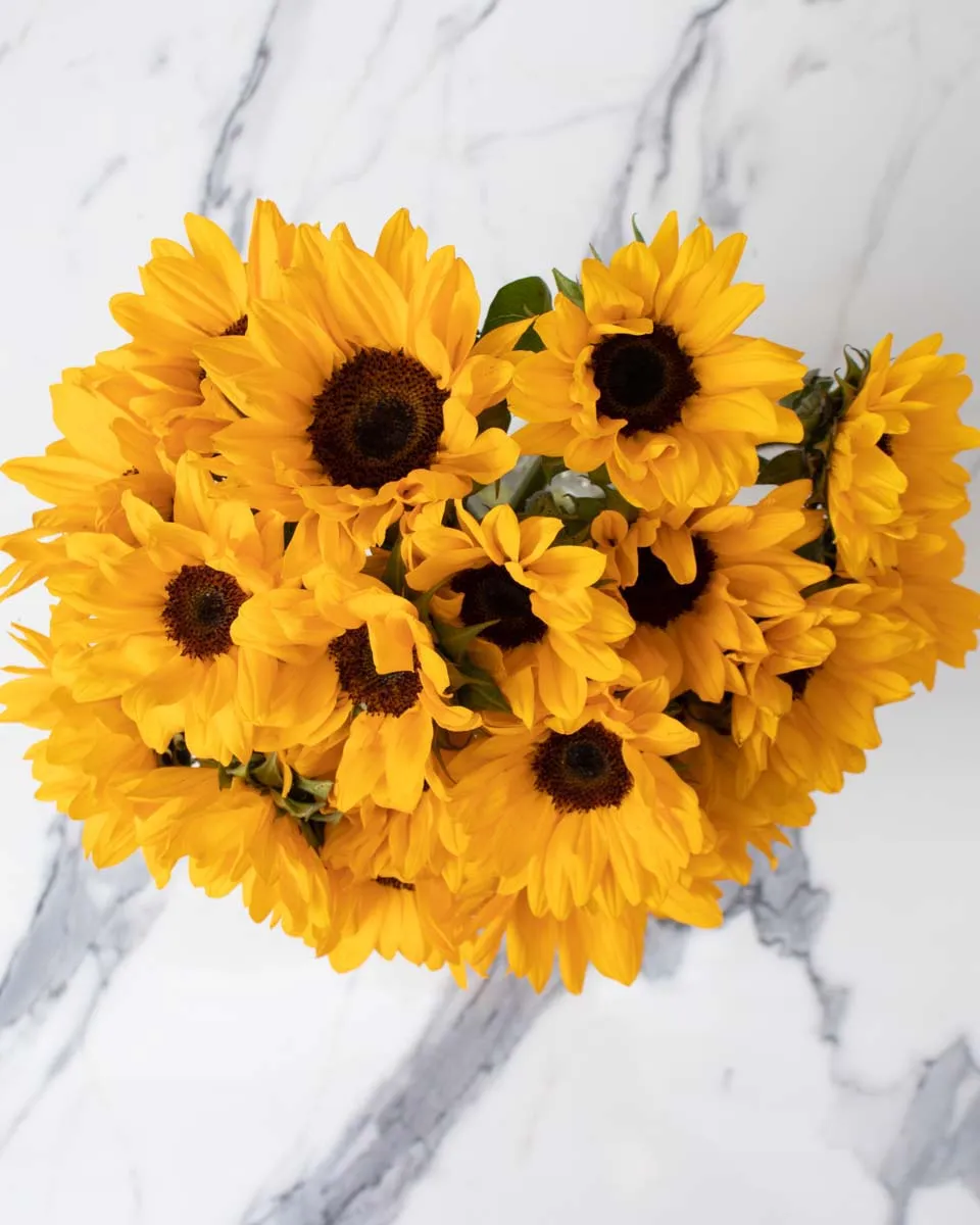 sunflower smile detailed 1