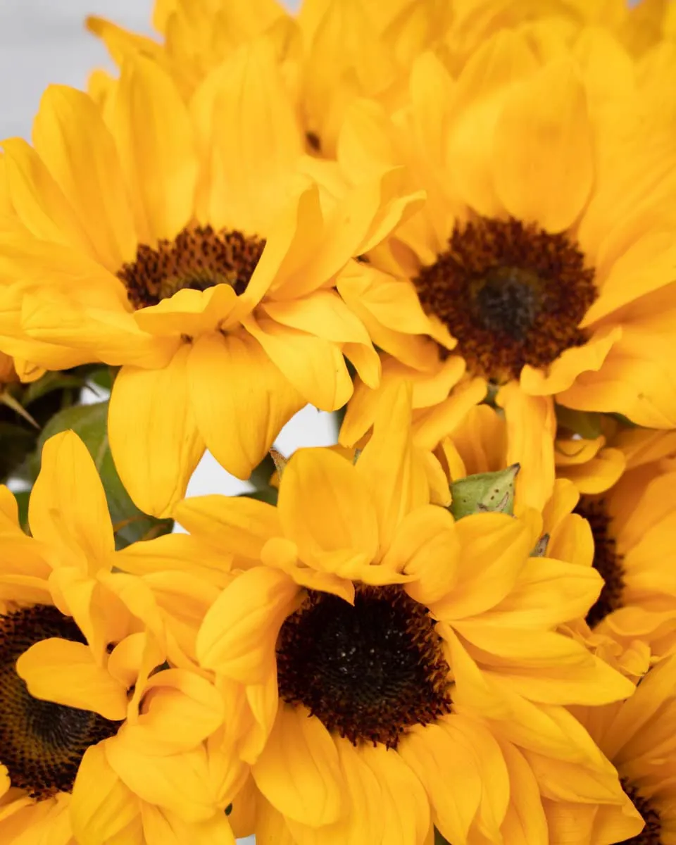 sunflower smile detailed 2