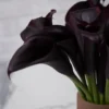 sweet calla lily dark purple tinted detailed 1 1