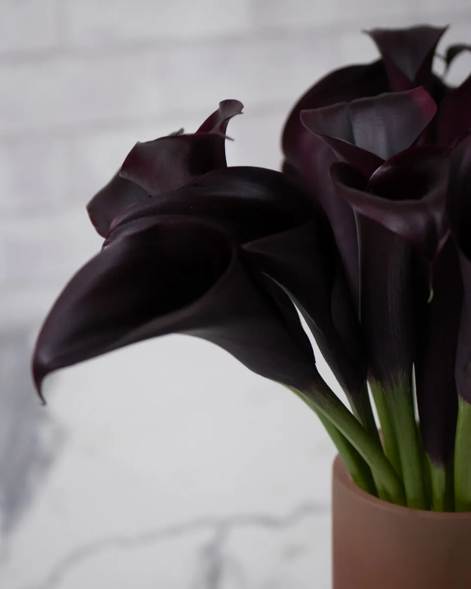 sweet calla lily dark purple tinted detailed 1 1
