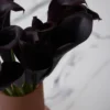 sweet calla lily dark purple tinted detailed 2 1