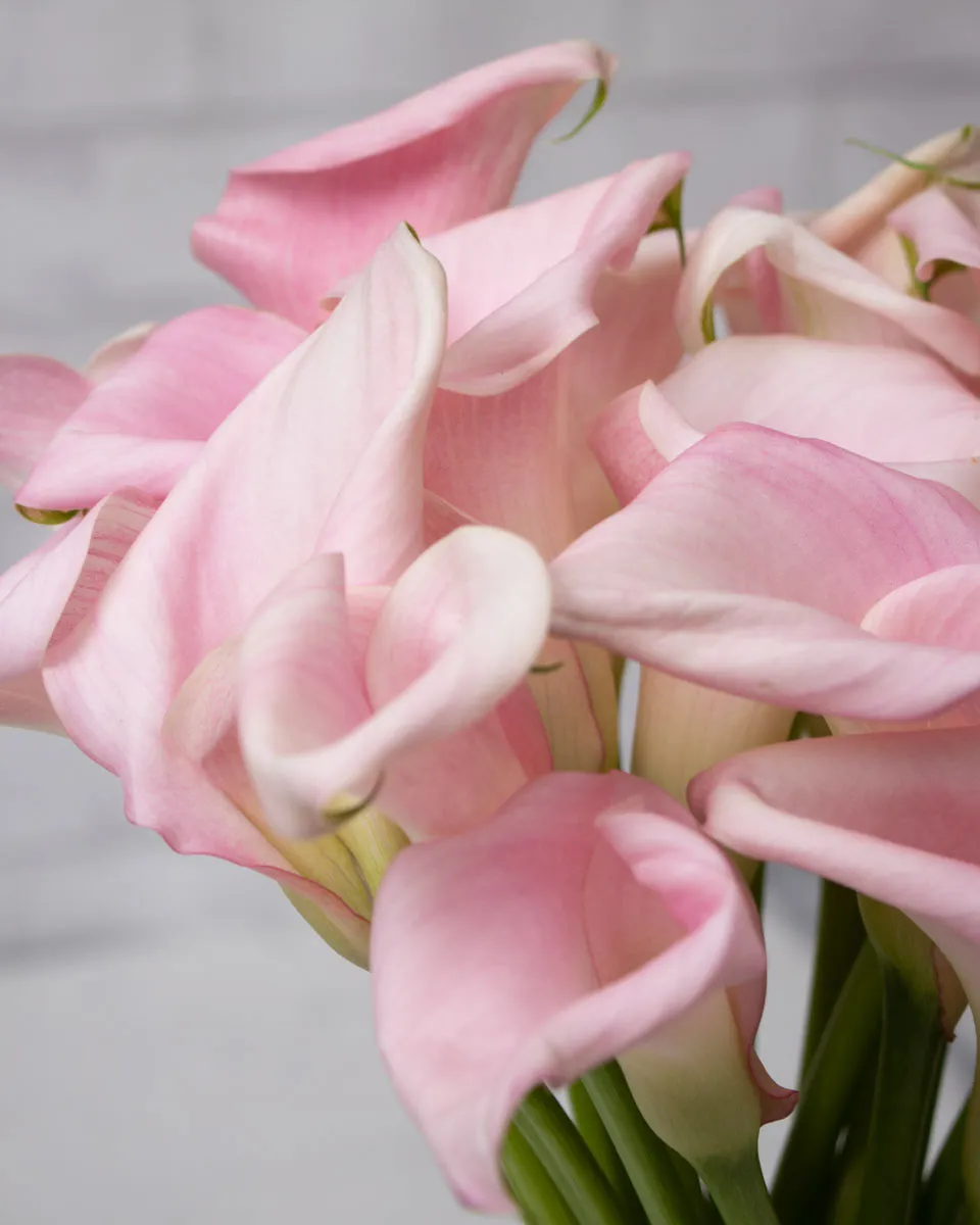 sweet calla lily pink gold detailed 3 1