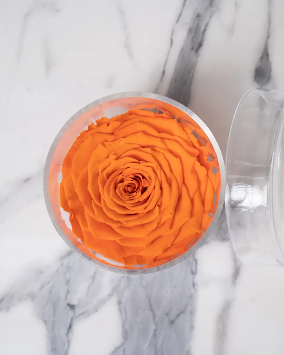 tangerine rose detailed 2