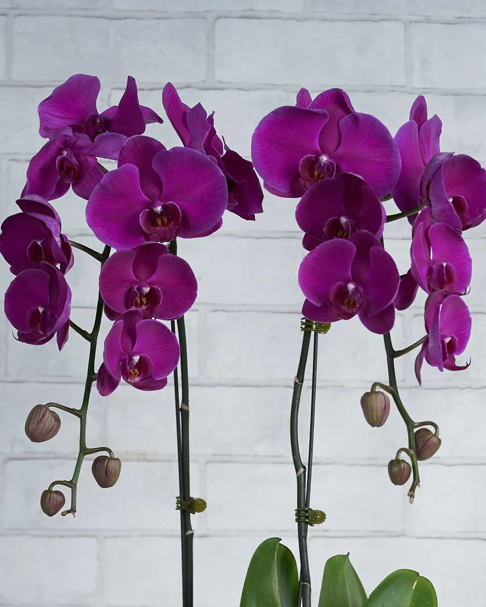 Bloom Babe  purple  Details