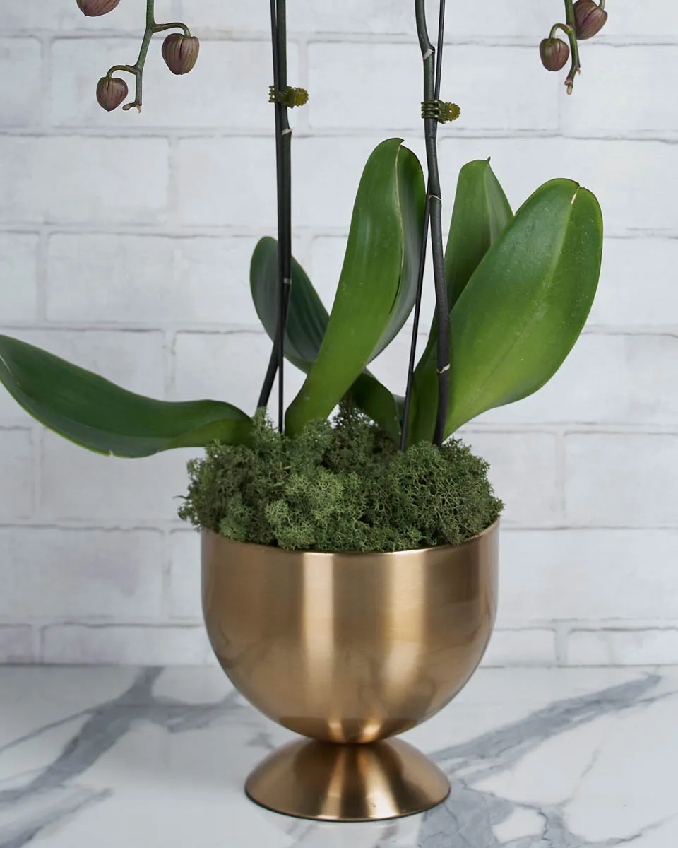 Bloom Babe  purple Details2