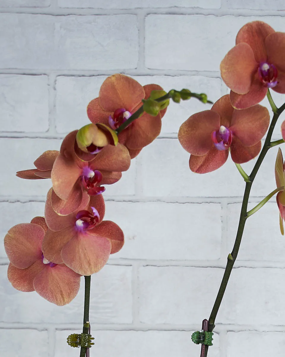 Bloom Babe  tangerine  Details