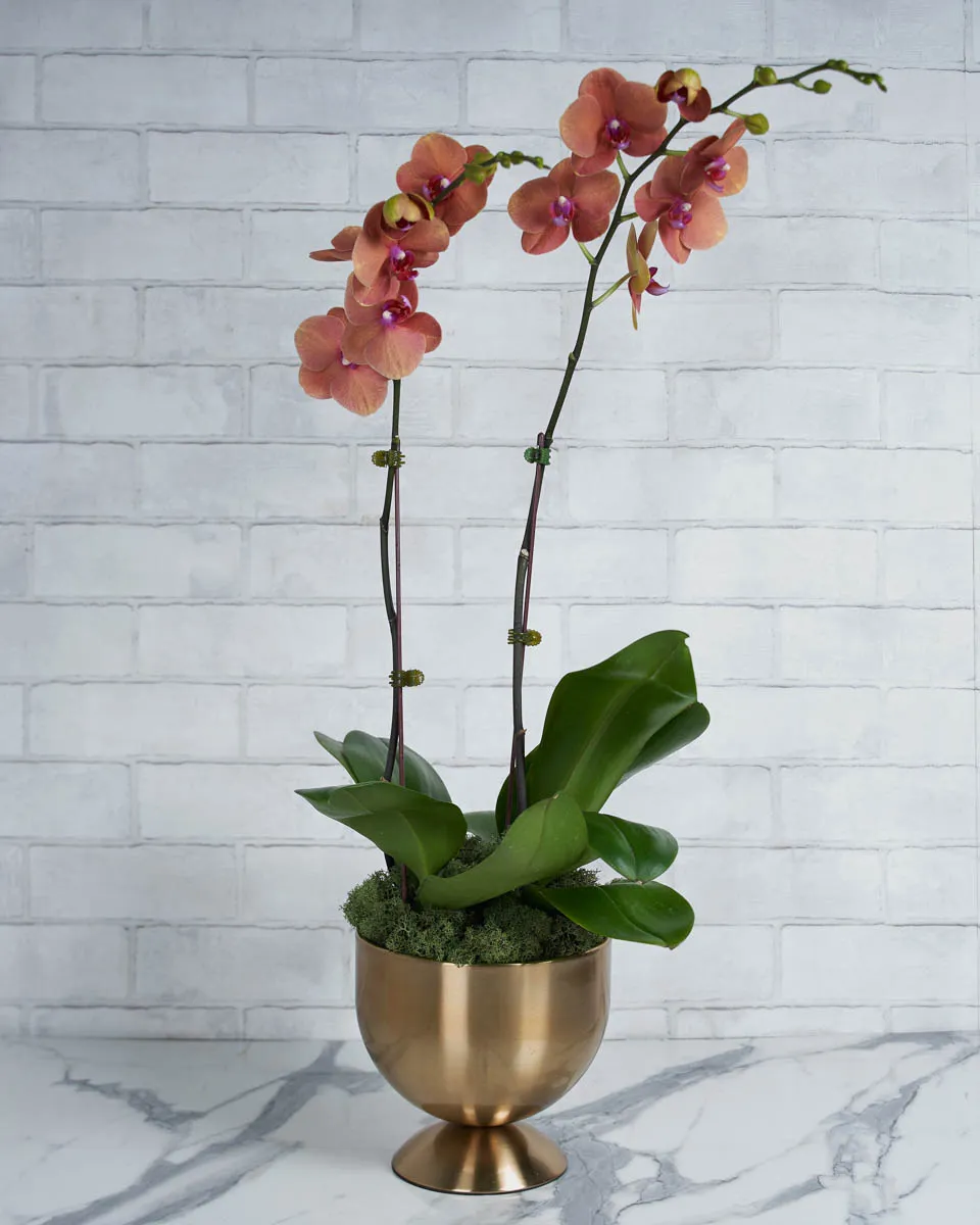 Bloom Babe  tangerine