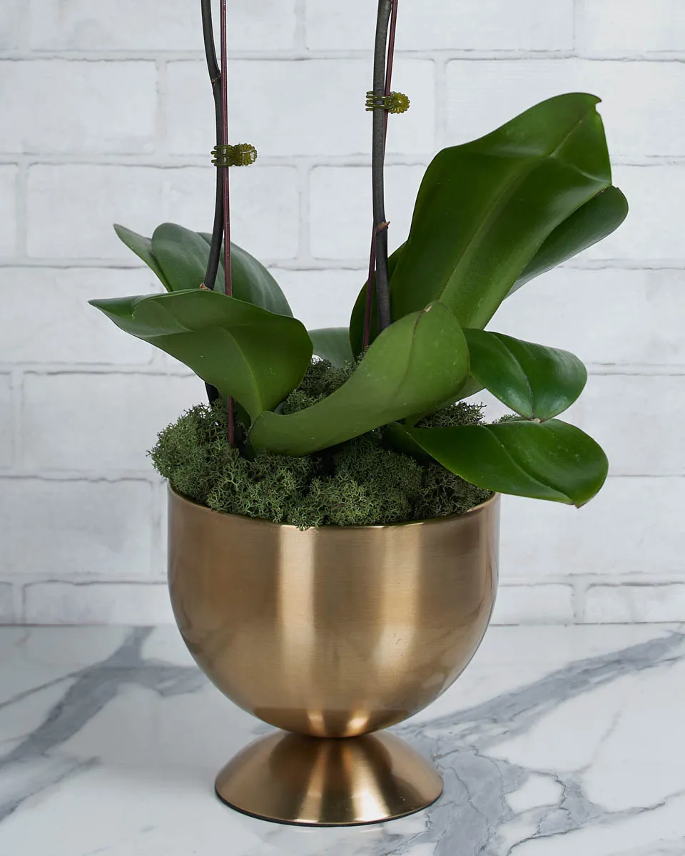 Bloom Babe  tangerine Details2