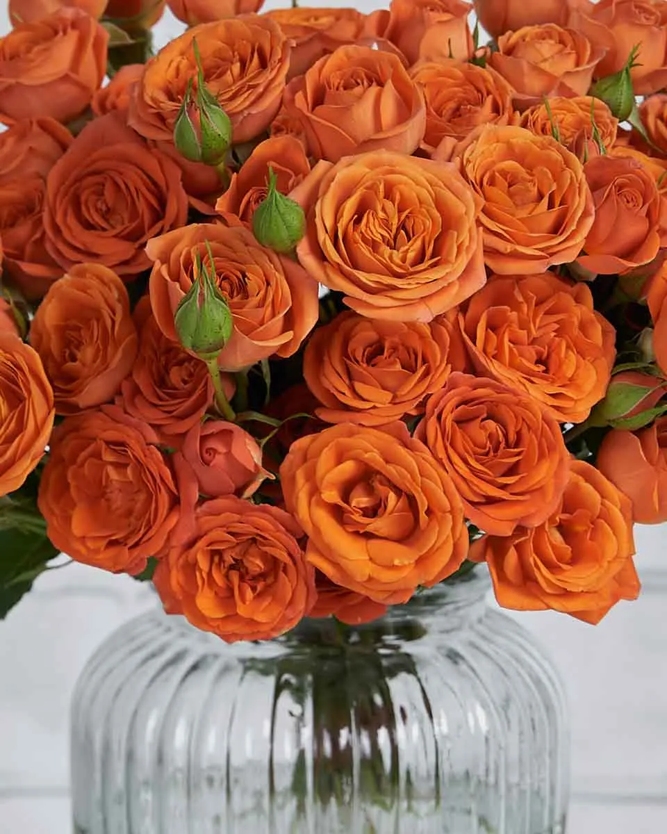 Cutie Orange Details