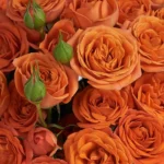 Cutie Orange Details2