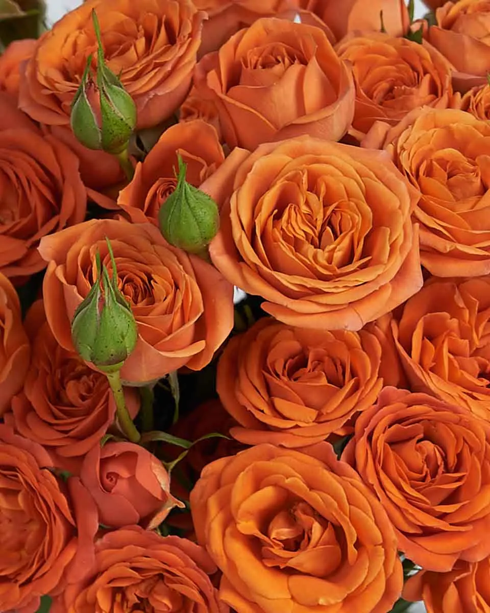 Cutie Orange Details2