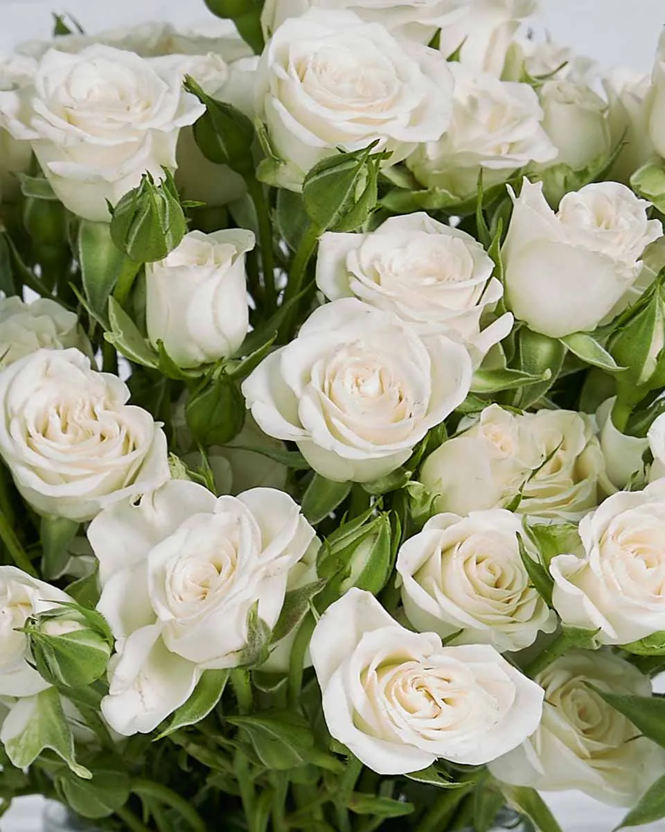 Cutie White Details2