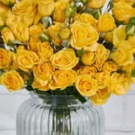 Cutie Yellow Details