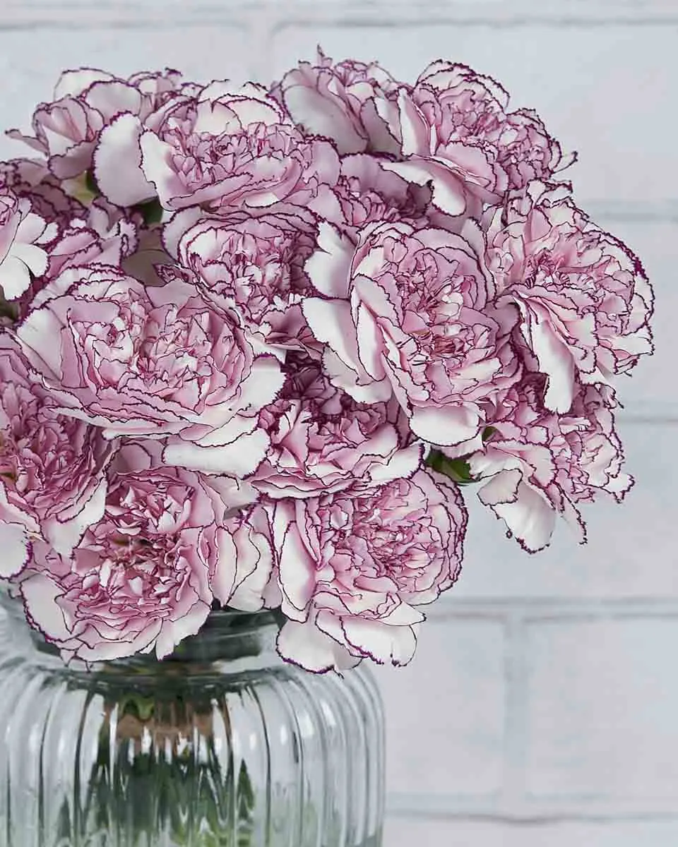 Dainty Carnation Details