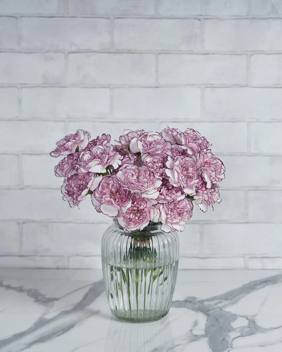 Dainty Carnation damascus 20 stems