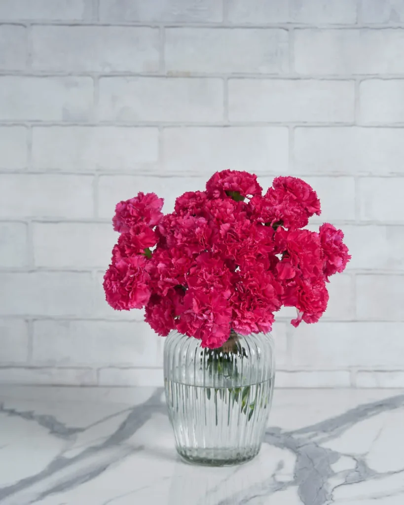Dainty Carnation dark pink 20 stems