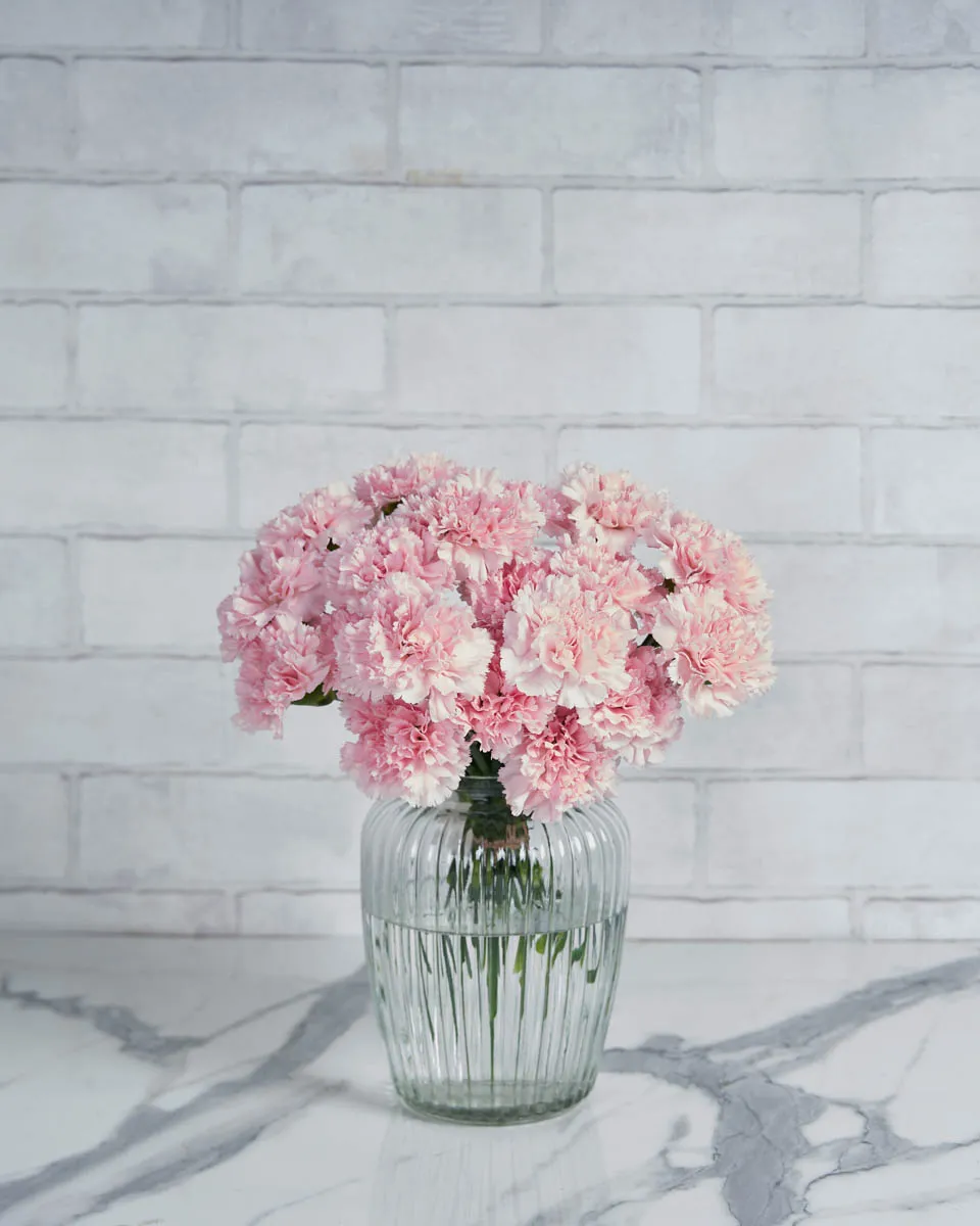 Dainty Carnation light pink 20 stems