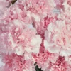Dainty Carnation light pink 20 stems Details Details2