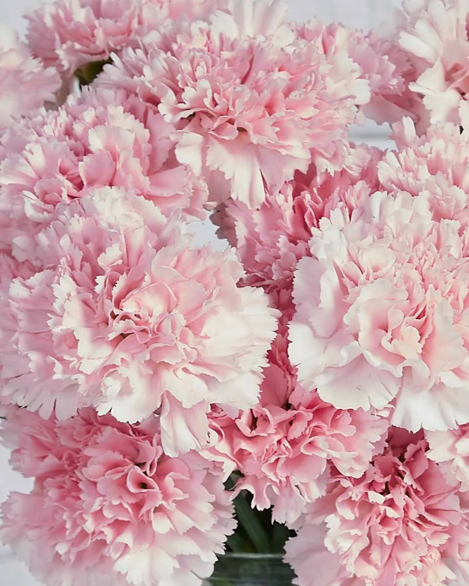 Dainty Carnation light pink 20 stems Details Details2