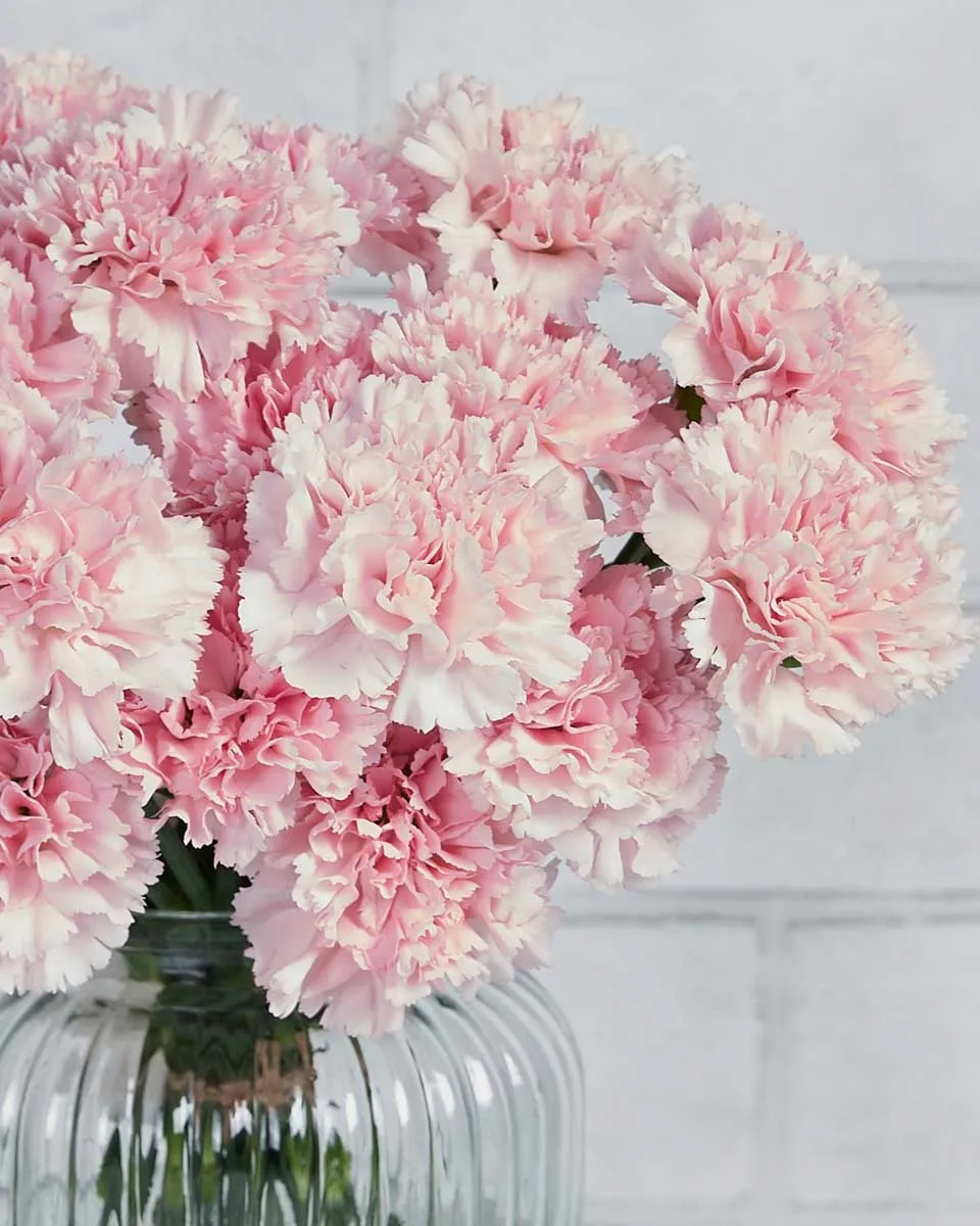 Dainty Carnation light pink Details