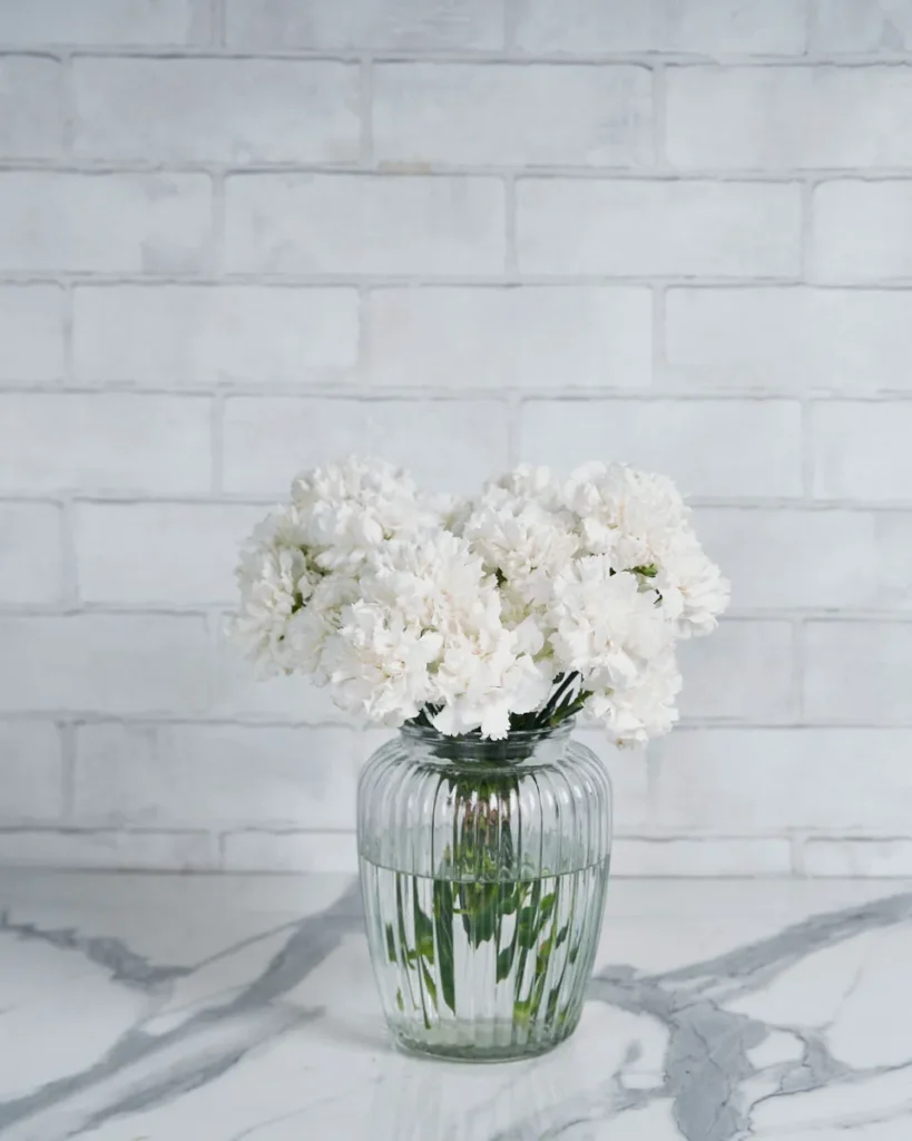 Dainty Carnation white 20 stems