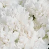 Dainty Carnation white Details2