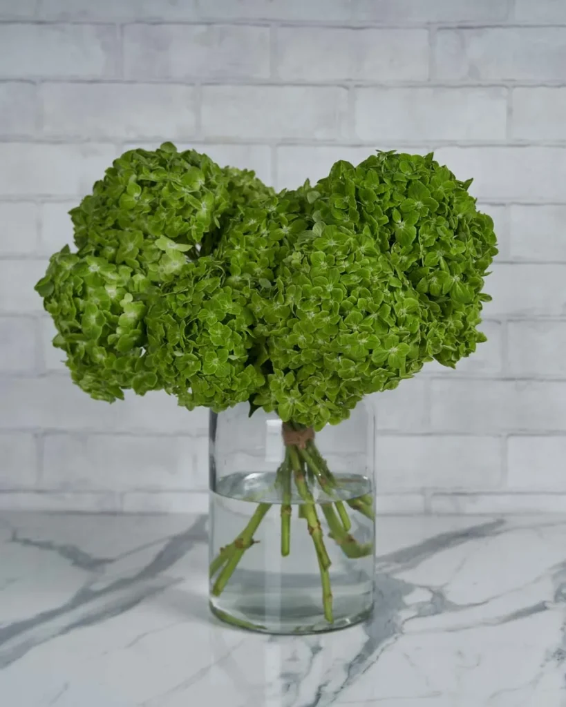 Dramatic Hydrangea Green