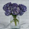 Dramatic Hydrangea Rodeo Paars