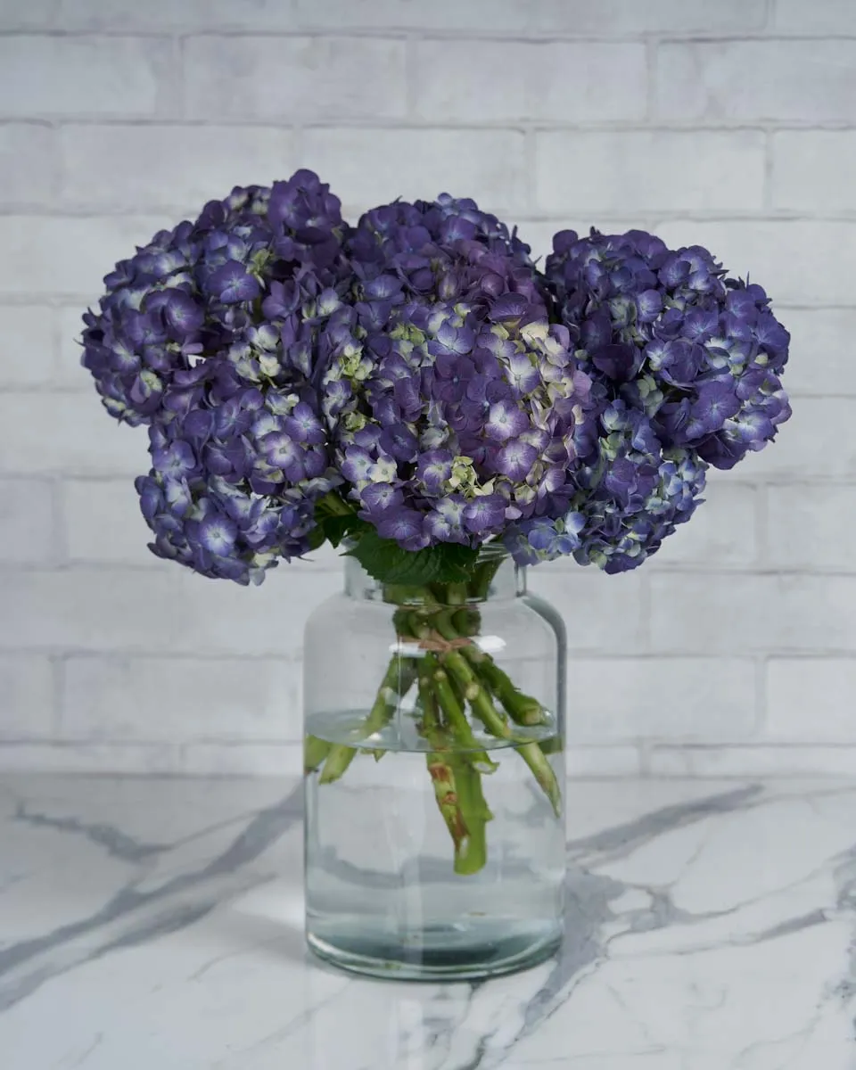 Dramatic Hydrangea Rodeo Paars