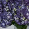 Dramatic Hydrangea Rodeo Paars Details